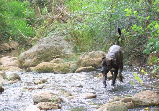 Corriendo por el rio mientras yo descanso un poco, no se cansa nunca.
El es feliz , se le nota enseguida.